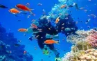 Ras Mohamed snorkeling stop — combined with White Island on the Sharm el-Sheikh boat trip